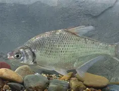 match效sfashion人如曽-爱游戏中国